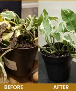 LIMETOW® Bone Meal Powder