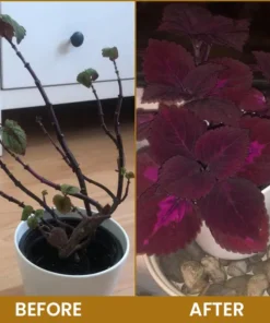 LIMETOW® Bone Meal Powder