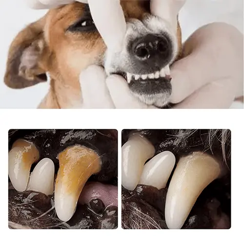NESLEMY Pet Dental Tartar Care Spray for Dogs & Cats - Image 5