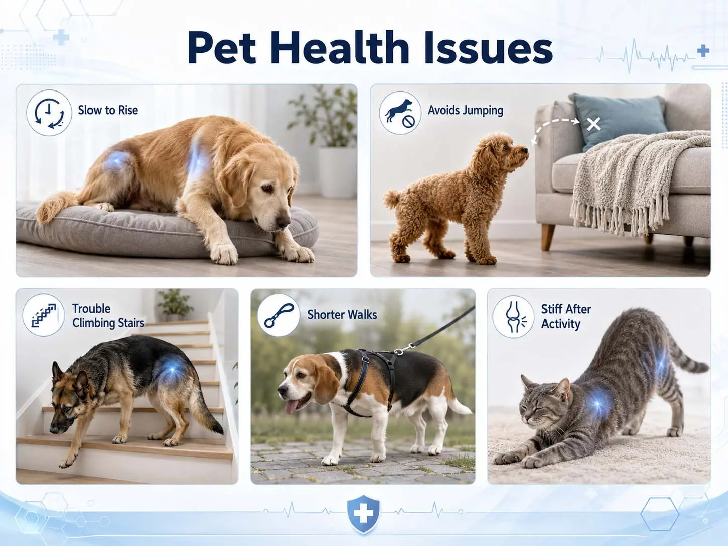 FlexiPaws— Comfort & Mobility Drops - Image 9